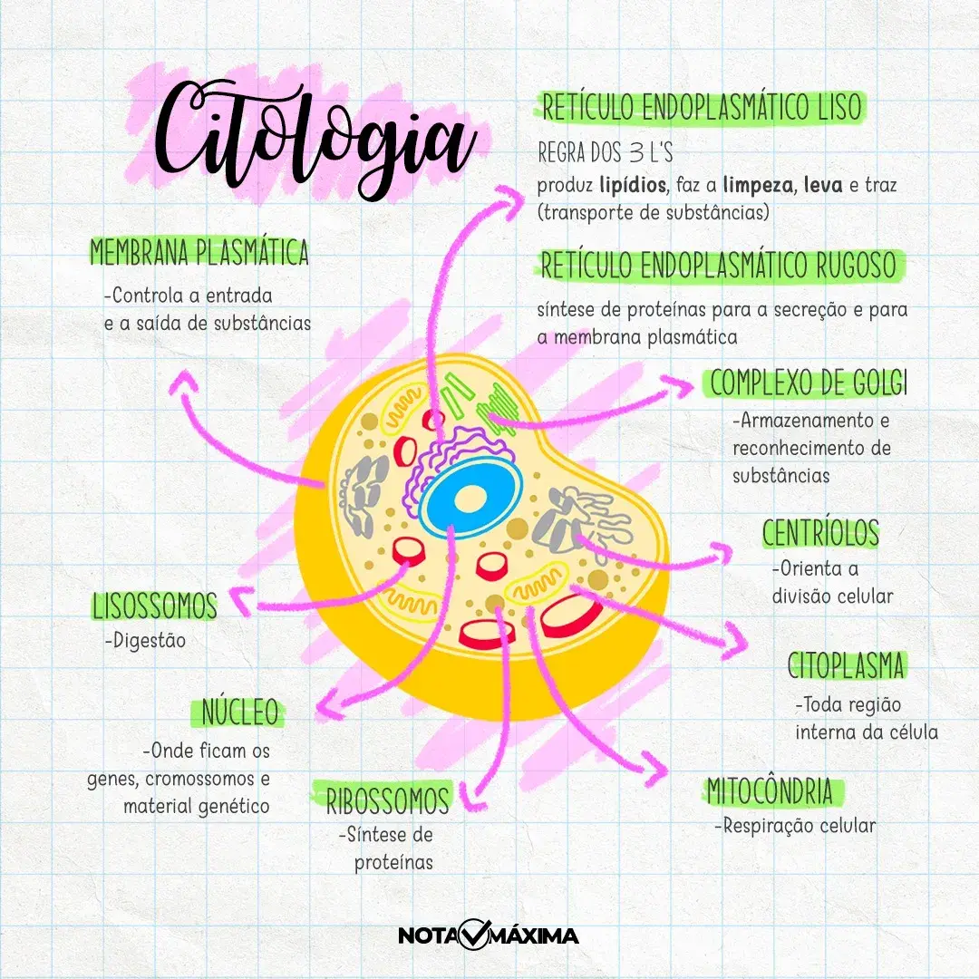 Mapa conceitual (3) (1) - Biologia Celular