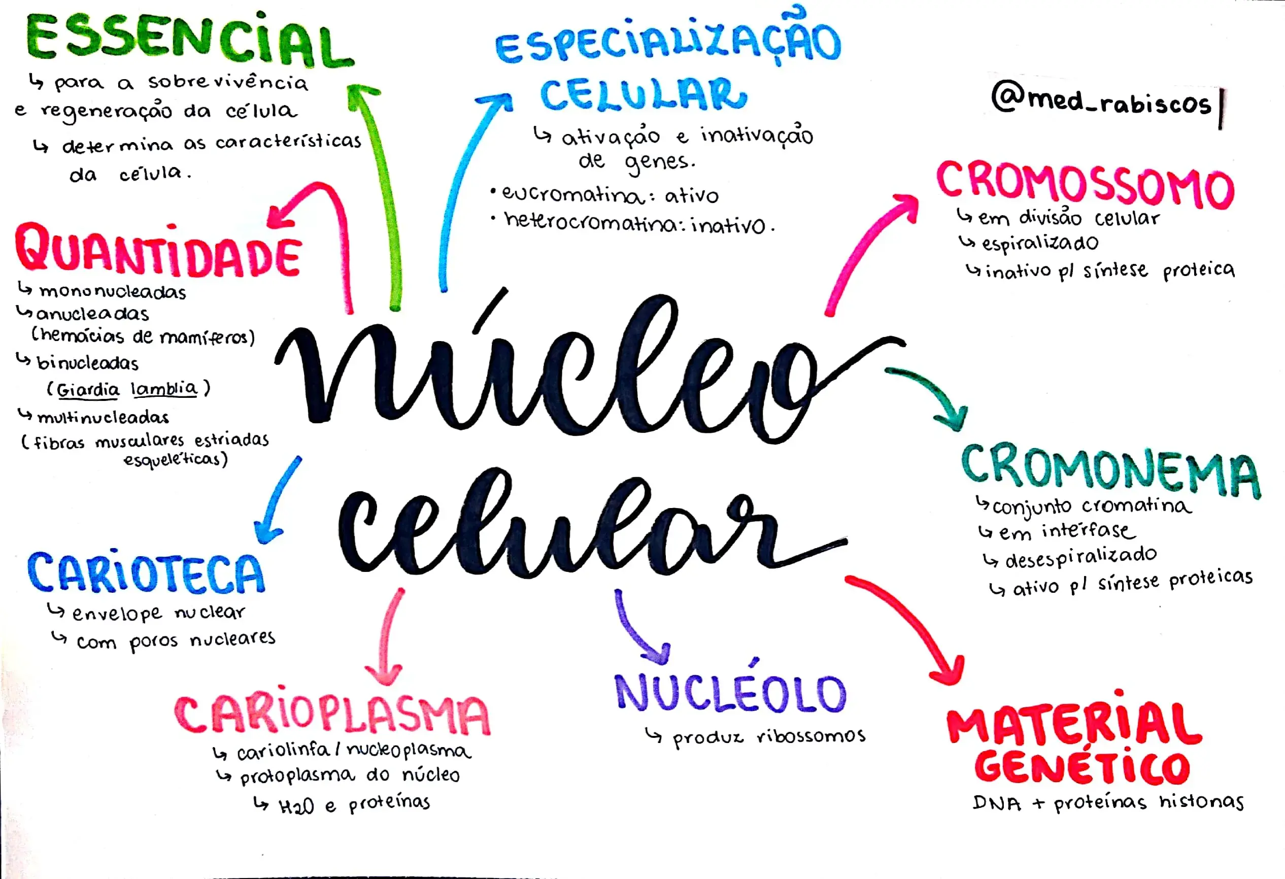 Divisão Celular - Biologia Enem